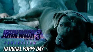 John Wick: 3. felvonás - Parabellum előzetes